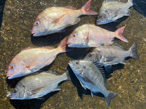 マダイの釣果