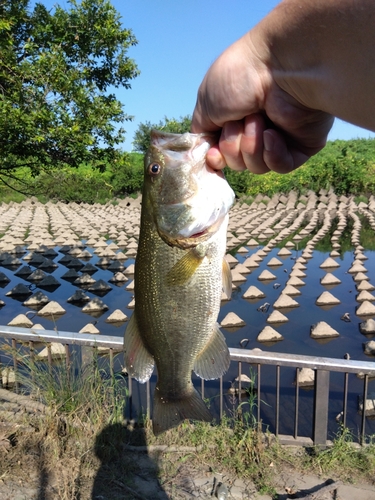 ラージマウスバスの釣果