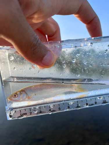 ウグイの釣果