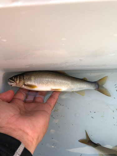 アユの釣果