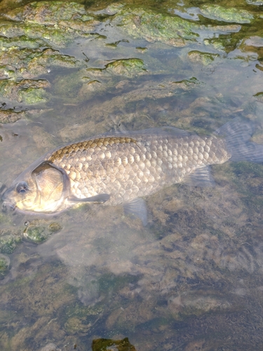 フナの釣果