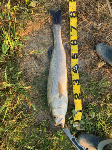 シーバスの釣果