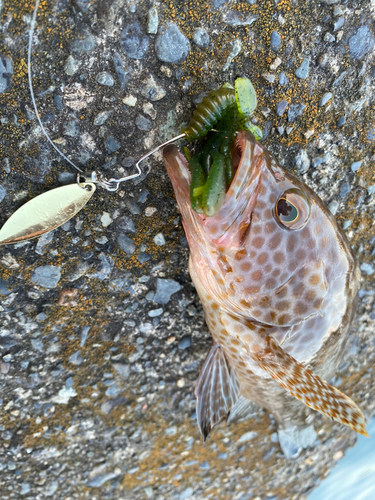 オオモンハタの釣果