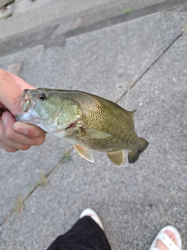 ラージマウスバスの釣果