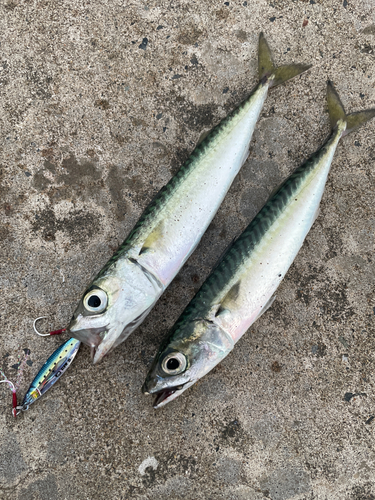 オウゴンムラソイの釣果