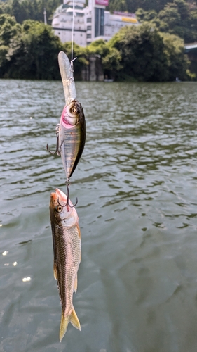 ハスの釣果