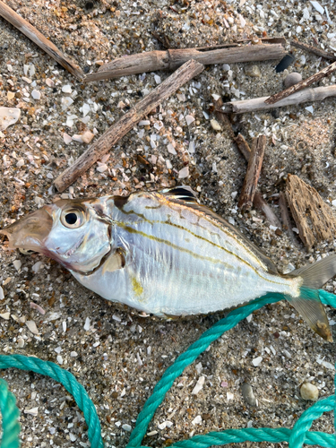 フグの釣果