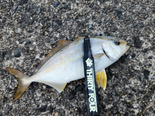 ショゴの釣果