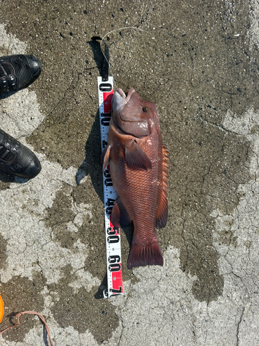 コブダイの釣果