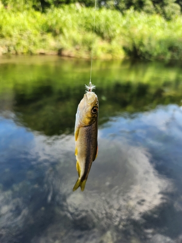 カワムツの釣果