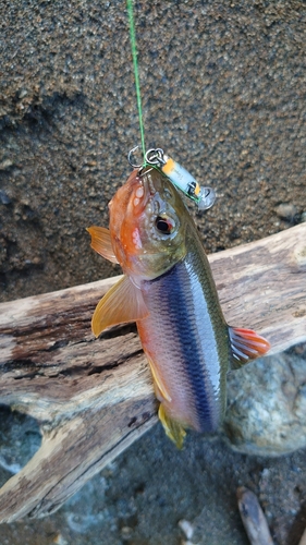 カワムツの釣果