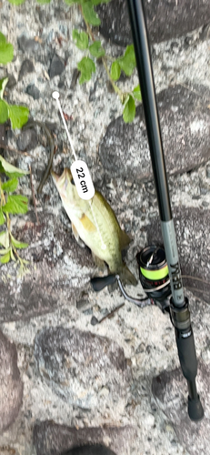 ブラックバスの釣果