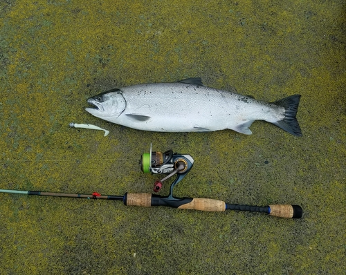 カラフトマスの釣果