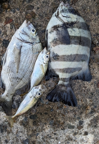 サンバソウの釣果