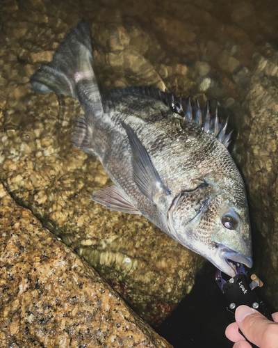 チヌの釣果