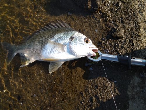 キビレの釣果