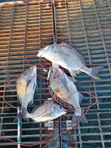 チヌの釣果