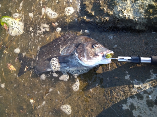 チヌの釣果