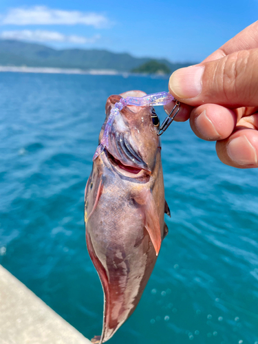 ドンコの釣果