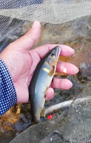 アユの釣果