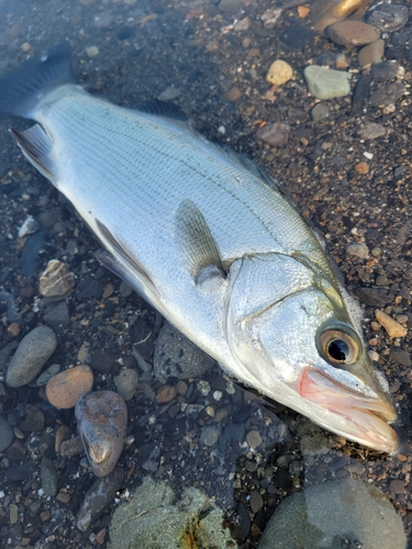 フッコ（ヒラスズキ）の釣果