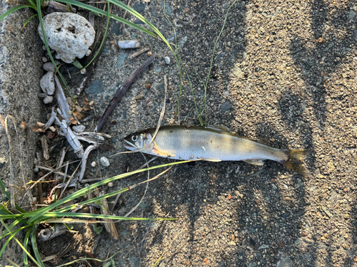 アユの釣果