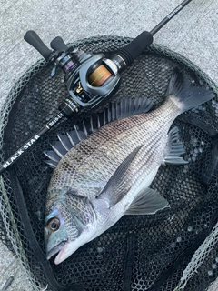 クロダイの釣果