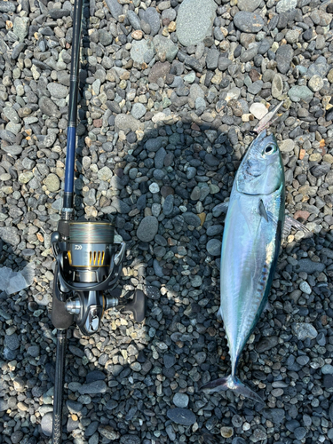 マルソウダの釣果