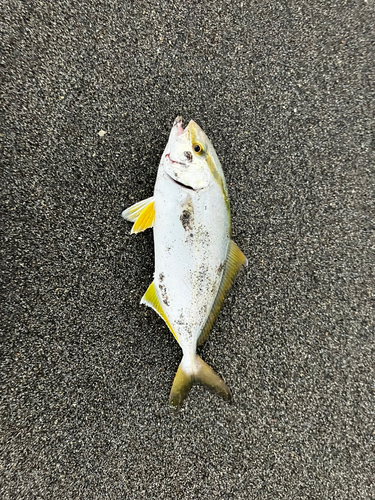 ショゴの釣果