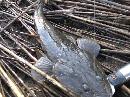 マゴチの釣果