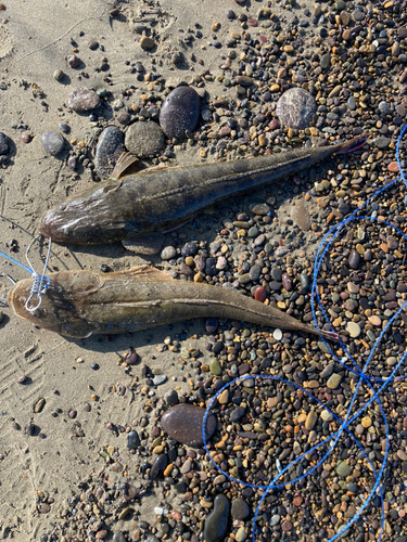 マゴチの釣果