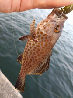 オオモンハタの釣果