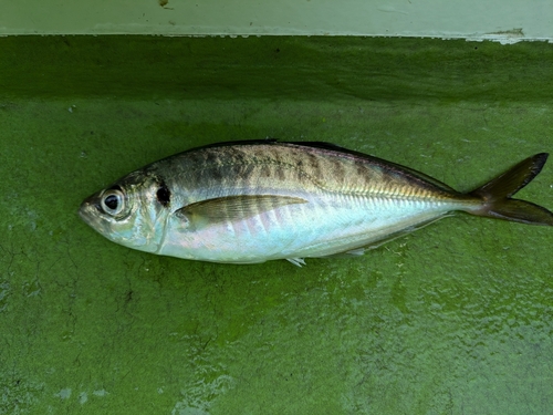 マアジの釣果