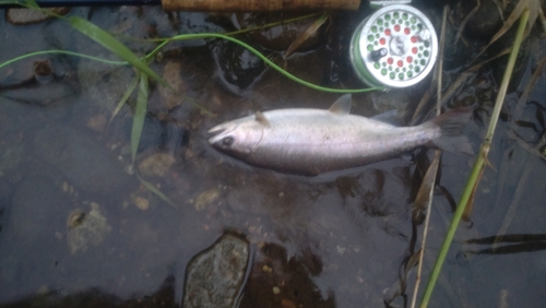 ヤマメの釣果