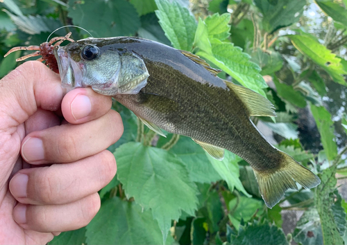 ブラックバスの釣果