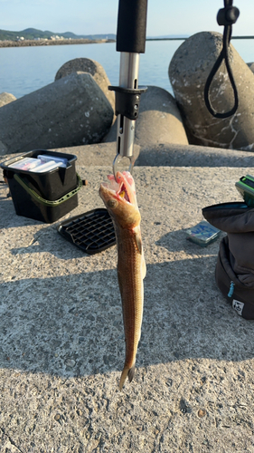 エソの釣果