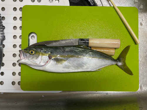 イナダの釣果