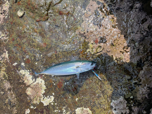 ソウダガツオの釣果