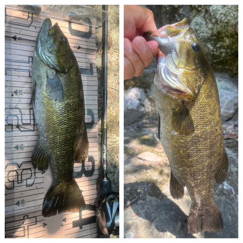 スモールマウスバスの釣果