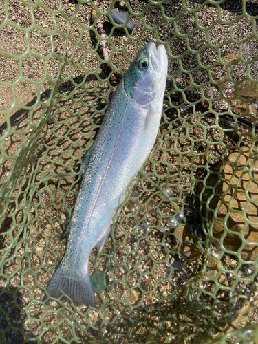 レインボートラウトの釣果