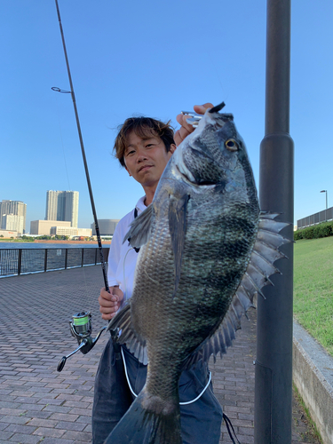 クロダイの釣果