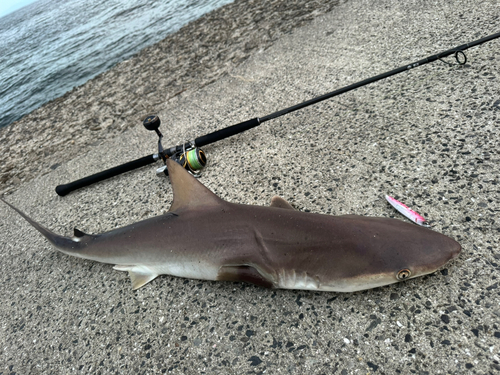 サメの釣果