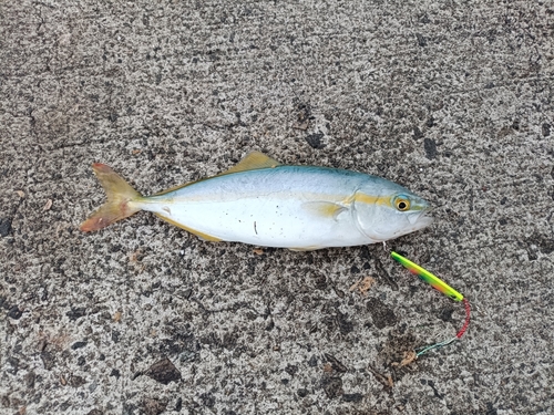 ツバスの釣果