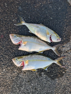 ショゴの釣果