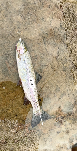 ニジマスの釣果