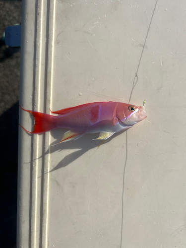 ウツボの釣果