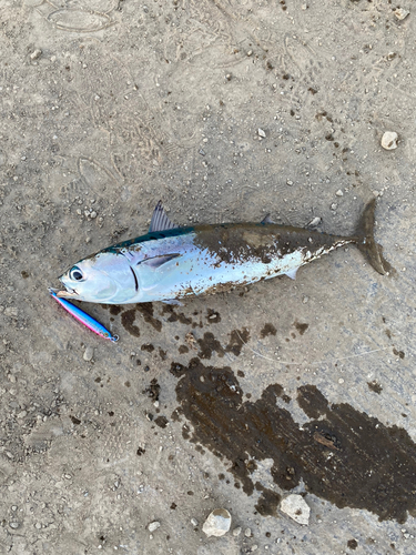 カツオの釣果