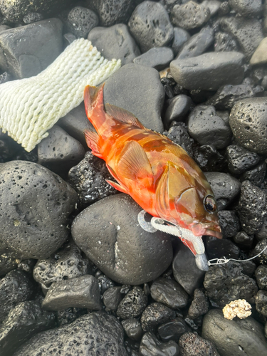 アカハタの釣果