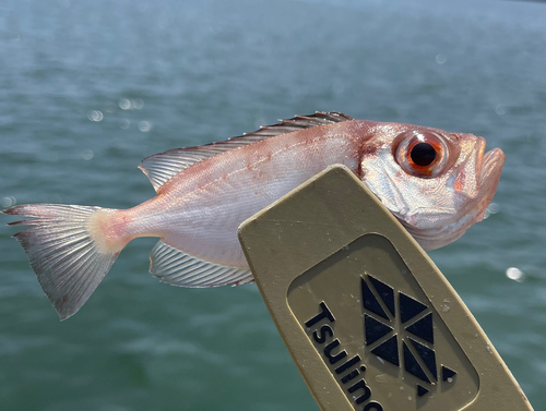 キントキダイの釣果