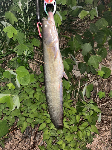 ナマズの釣果